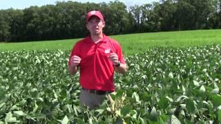 Scouting for sudden death syndrome of soybean