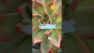 #수수꽃다리tv  #다육이 #succulents #多肉植物