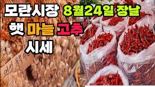 성남모란시장 24일 장날 햇마늘 햇건고추 시세변화 알아보고 왔어요 건고추가 엄청나왔습니다 잠생이부인 dried chilli garlic market