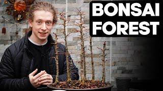 Japanese Larch Bonsai Forest - Pruning and Shaping Ideas