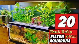 20 Houseplants that Help Filter Your Aquarium!