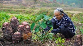 年前種植年後收，孫子回家過年，阿婆挖回等待1年的美味Grandma uses taro to make Chinese food ｜广西 美食｜ 玉林阿婆