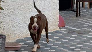 كلب بيتبول شرس جدا فقد صاحبه السيطرة عليه و قرر الاستغناء عنه خوفا على الاولاد مع جمال العمواسي