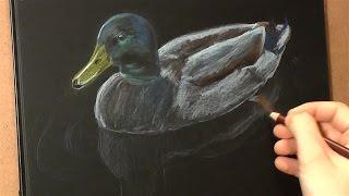 How To Draw A Mallard (Real Time)