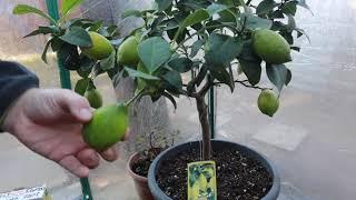 limoni cura e concimazione