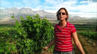 South Africa, the Best New World Wines?