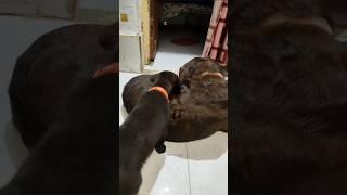 Dog mother and her baby # viral video # short video