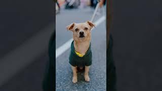 Street portraits with a CUTE dog named Tofu!  | #dogphotographer #streetportraits