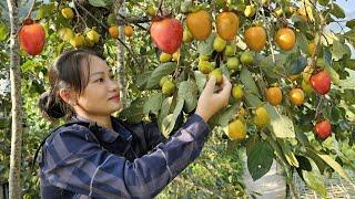 Harvest Persimmon Fruits Goes to market sell - take care of vegetable garden & chickens, goats