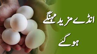 Eggs Prices Goes High in Pakistan - Eggs Rates in Pakistan -Eggs latest prices