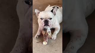 Ollie with his beef bone| French bulldog