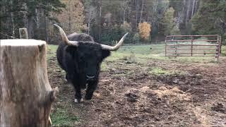 1,000lb cow is afraid of a pony