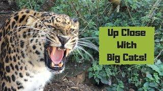 Up Close With Big Cats!