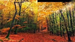Fall Instrumental - Collective Arts