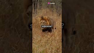  Lion vs. Tiger: The Battle You NEVER Expected! 