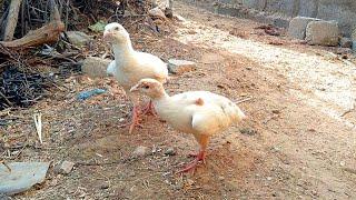 White teetar ki awaz / White teetar voice