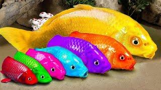 New  FUN VIDEOS OF FISHStop Motion ASMR   Colorful Koi Fish Carp  & Carp, Koi Fish, Catfish, Crab,