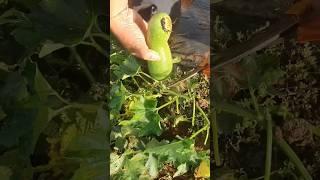 Ninja Farmer Cutting Wax Gourd Vegetable #food #nature #vegetable #foodie #cutting #farming #wax