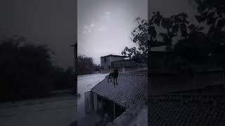 Khunkhar bhediya per Koi kaarvayi Nahin#sangeeta Devi. #w0lf. #trending. #real wolf. #jacket.