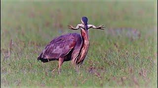 Purple Heron Speared a Frog and Swallowed it whole