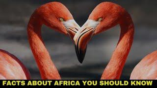 8 ESSENTIAL FACTS ABOUT AFRICA YOU SHOULD KNOW ll BlackEcho Media