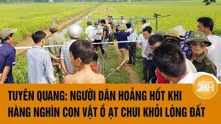 Vấn đề hôm nay: Tuyên Quang: Người dân hoảng hốt khi hàng nghìn con vật ồ ạt chui khỏi lòng đất