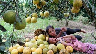 Harvesting giant grapefruit to sell at the market -gardening and growing vegetables with my children