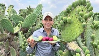 Huerta de TUNAS | 5 variedades, CRISTALINA, CRIOLLA | 12 toneladas por hectárea | Cristalina