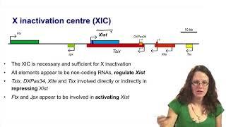 3.   3   Stages of X inactivation   counting and control of Xist expression