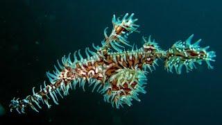 Facts: The Ornate Ghost Pipefish