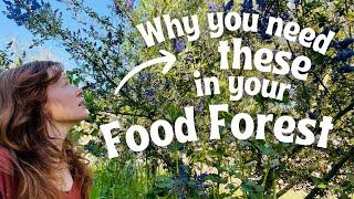 Demystifying Nitrogen Fixation to Create a Self-Sufficient Food Forest