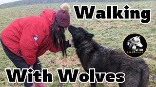 Walking with Wolves in Cumbria