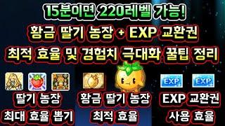 [메이플스토리 맑음] 황금 딸기 농장 + EXP 교환권 최적 사용 효율 및 경험치 극대화 방법 꿀팁 정보 총정리 (15분이면 220레벨 가능!)