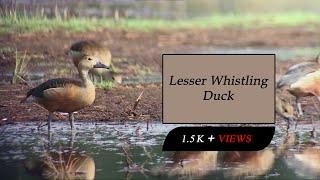 Feasting in the Wetlands: The Foraging Habits of Lesser Whistling-Duck | 