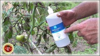 IMMEDIATELY PREVENT tomato blight with THIS solution !