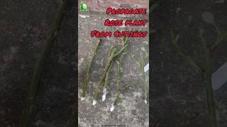 Propagate Rose Plants from cuttings100% success. #ytshorts #trendingshorts #shorts #rose #viral