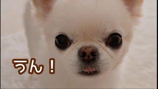 返事の仕方が人間みたいな犬うにちゃん。