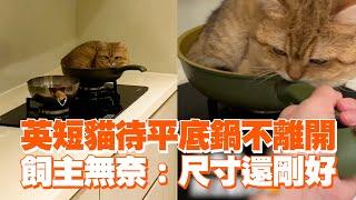 英國短毛貓窩在平底鍋不走！飼主無奈：尺寸還剛好｜可愛貓咪｜鏟屎官｜精選影片