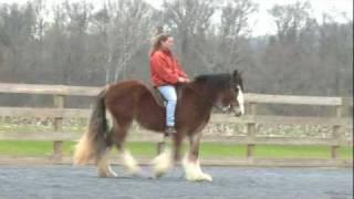 Rider Horsemanship Training Approach