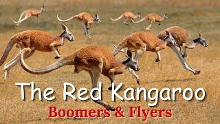 Top 10 Fun-Facts About the Red Kangaroo #animals#nature