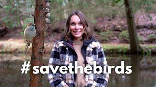 VOGELSTERBEN - Was können wir tun? #savethebirds | Sabrina Outdoor