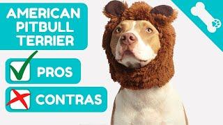  ADVANTAGES AND DISADVANTAGES of owning an AMERICAN PITBULL TERRIER  PROS AND  CONS.