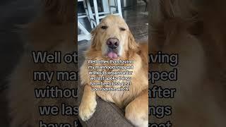 Should Buddy forgive Mom?!  #vet #storytime #dog #funnydog #funnyvideos #funnydogvideos #shorts