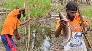 Snakehead fish arrow in shallow river || Panah ikan gabus di sungai dangkal