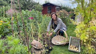 Harvest With Me / Potatoes, Garlic & More in Early July / Homegrown Garden