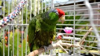 Amazon Parrots & Vitamin A