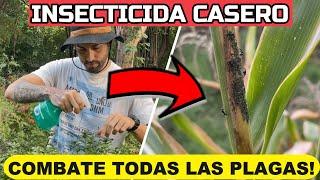 Mata PLAGAS Para PLANTAS | Insecticida Casero Mosca Blanca , Hormigas, Pulgones, Cochinillas