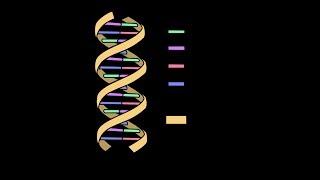 DNA Structure with Double helix model