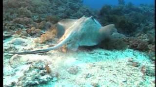 【海洋生態】海洋生態系│孕育地球生命的起源地 (我們的島 109集 2001-05-28)