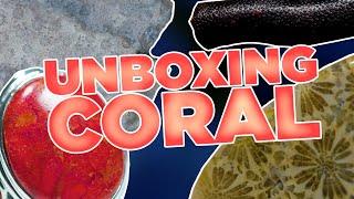 Unboxing Coral | Fossilized Coral, Precious Coral, & More!